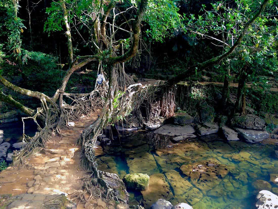Exploring the other-worldly root bridges of Cherrapunji. Meghalaya, India.
